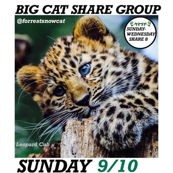 BIG CAT SHARE GROUP INFORMATION - Picture 3 of 6